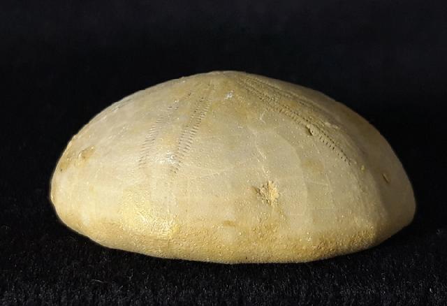 Conoclypeus vilanovae (COTTEAU 1890) - Bild &copy; FossNet FossilienStore